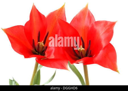 Tulipa linifolia lino-lasciava tulip Miscellaneous tulip Aprile Foto Stock