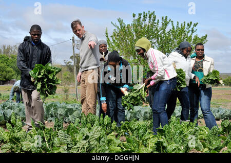 Gli aiuti tedeschi lavoratore insegnamento South African giovani in una scuola di agricoltura, raccolta kale, Alice Campus, Capo orientale Foto Stock