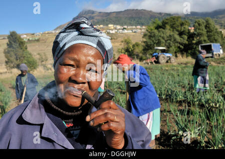 Ritratto di un agricoltore con un tubo, Cata-Village nell'ex patria Ciskei, Capo orientale, Sud Africa e Africa Foto Stock