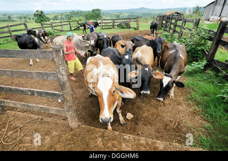 Una mandria di mucche è azionato attraverso un cancello per la mungitura, la liquidazione del brasiliano di lavoratori senza terra' movimento Movimento dos Foto Stock