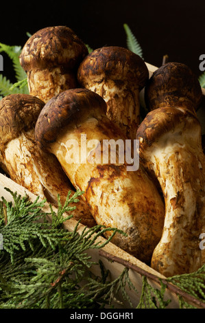 Natura morta con funghi matsutake e foglie di pino Foto Stock