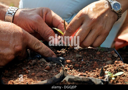 Allevamento di piantine per il rimboschimento di precedentemente cancellato terra nella foresta amazzonica, tree nursery cooperativa di piccole Foto Stock