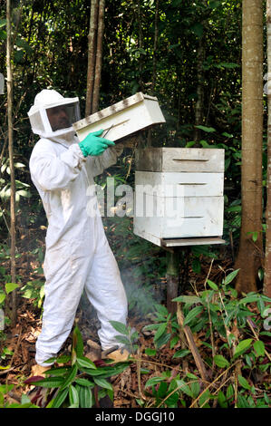 Apicoltore su alveare, apicoltura nella foresta amazzonica è parte di un'attività agricola in un insediamento di landless in precedenza Foto Stock