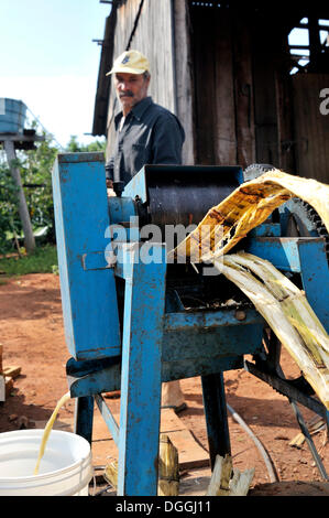 Uomo di estrarre la canna da zucchero nasce per la produzione di dolci fatti in casa, dell'agricoltura su piccola scala in un ex insediamento di Foto Stock