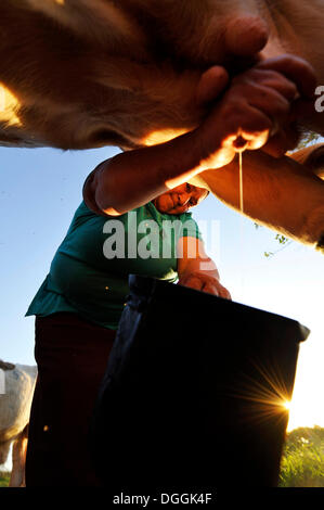 Contadino, 47, la mungitura di una mucca da mano, Pastoreo, Caaguazú Reparto, Paraguay Foto Stock