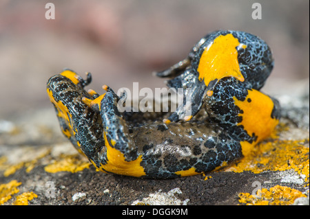 In appennino ululone dal ventre giallo (Bombina pachypus) adulto in 'unkenreflex' posizione difensiva per mostrare i colori di avvertimento di underbelly Foto Stock