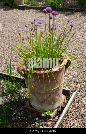 Fioritura di erba cipollina crescono in un impianto di ornati pot Foto Stock