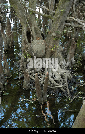 Molle Manatee stato parco lungo il fiume Suwanee in North Central Florida. Foto Stock