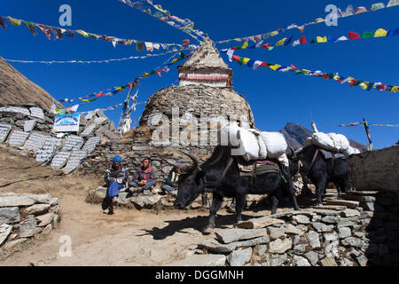 Gli Sherpa e Yak (Bos mutus) nella parte anteriore di uno stupa buddisti con bandiere di preghiera, il Parco Nazionale di Sagarmatha, Mongla, Khulna, Bagerhat Foto Stock