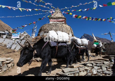 Yak (Bos mutus) nella parte anteriore di uno stupa buddisti con bandiere di preghiera, il Parco Nazionale di Sagarmatha, Mongla, Khulna, Bagerhat, Nepal Foto Stock