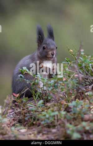 Red scoiattolo (Sciurus vulgaris), marrone cappotto sul suolo della foresta rovistando per cibo, Tirolo, Austria Foto Stock