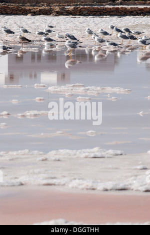 Gli uccelli in appoggio a Las Salinas, il sale in piscina a Formentera Foto Stock