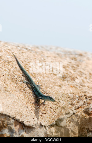 Formentera sargantanes. Icona dell'isola di Formentera, è l'unica specie di lucertola che vive nelle Isole Pitiusan Foto Stock