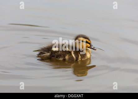 Giovani Mallard il ducking nuoto in acque con profondità di campo .. Foto Stock