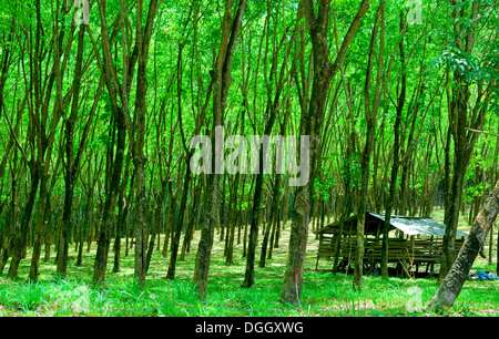 Una piantagione di gomma in Thailandia Foto Stock