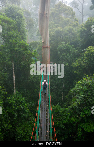 Ecotourist femminile esplorare la foresta pluviale tropicale malese dalla passerella a baldacchino al Borneo Rainforest Lodge nella Danum Valley Conservation Area Foto Stock