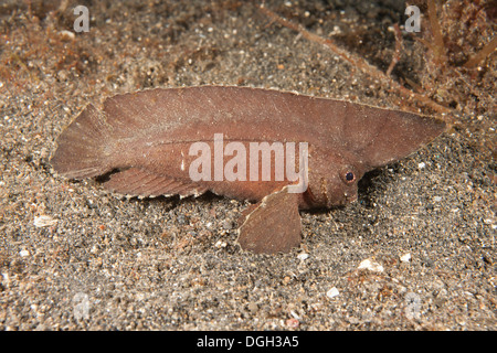 Spinosa (Waspfish Ablabys macracanthus) fingendo di essere una foglia su una sabbia nera in fondo il Lembeh strait Foto Stock