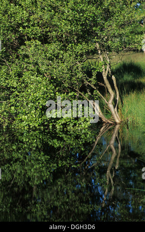 Ontano comune (Alnus glutinosa) riflessione nel lago, Svezia Foto Stock