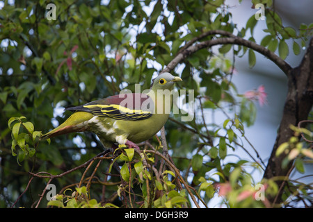 Grigio-cheeked piccione (Treron griseicauda wallacei), maschio rovistando in una struttura ad albero Foto Stock