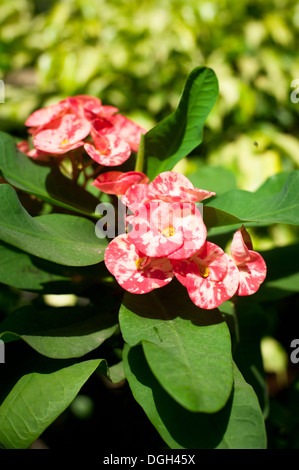 Di un bel colore rosa Euphorbia o corona di spine fiore cresce a giardino anche usata come alternativa la medicina omeopatica Foto Stock