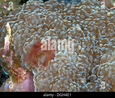 Il granchio Orangutan (Achaeus japonicus), Puerto Galera, Filippine. Foto Stock