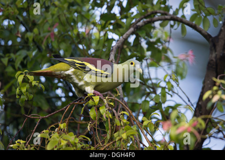 Grigio-cheeked piccione (Treron griseicauda wallacei), maschio rovistando in una struttura ad albero Foto Stock