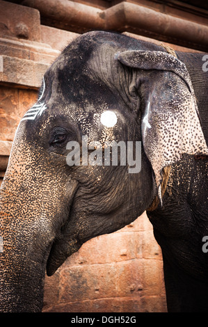 Elefante dipinto con simboli religiosi benedizioni pellegrini al tempio indù. India del sud, Tamil Nadu Foto Stock