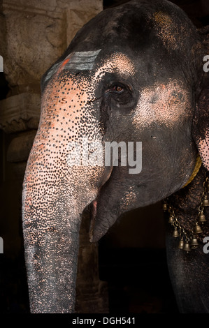 Elefante dipinto con simboli religiosi benedizioni pellegrini al tempio indù. India del sud, Tamil Nadu Foto Stock