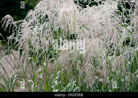 MISCANTHUS SINENSIS ROLAND Foto Stock