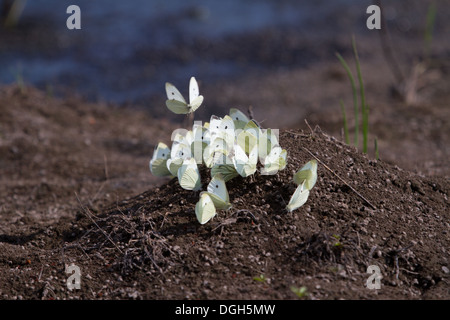 Congregazione delle grandi farfalle bianco (Sarcococca brassicae) raccolta di sali minerali Foto Stock