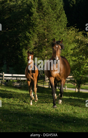 Einsiedler Abbazia di Einsiedeln cavallo raro animale Foto Stock