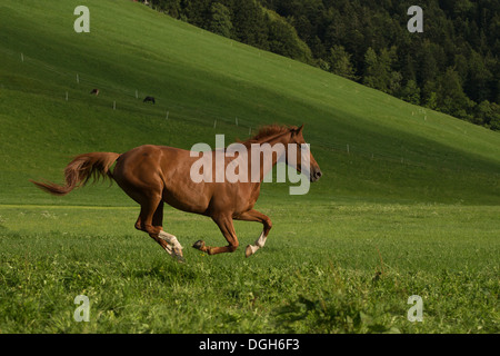 Einsiedler Abbazia di Einsiedeln cavallo raro animale Foto Stock