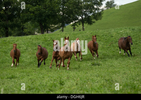 Einsiedler Abbazia di Einsiedeln cavallo raro animale Foto Stock