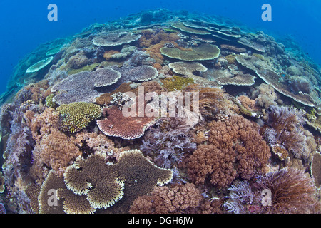 Seascape del grande campo di tabella di colorati coralli (Acropora sp.) in Puerto Galera, Filippine. Foto Stock