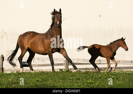 Einsiedler Abbazia di Einsiedeln cavallo raro animale Foto Stock