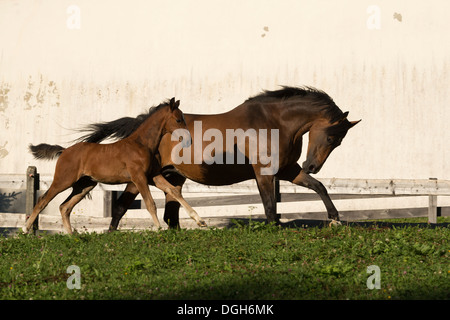 Einsiedler Abbazia di Einsiedeln cavallo raro animale Foto Stock
