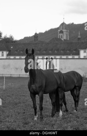 Einsiedler Abbazia di Einsiedeln cavallo raro animale Foto Stock