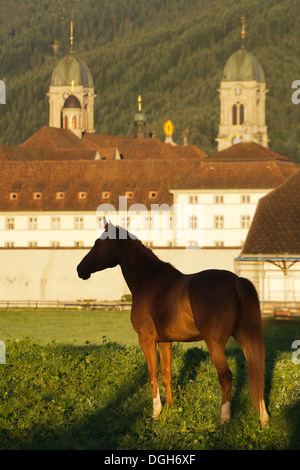 Einsiedler Abbazia di Einsiedeln cavallo raro animale Foto Stock