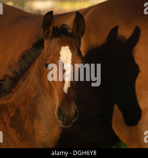 Einsiedler Abbazia di Einsiedeln cavallo raro animale Foto Stock