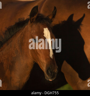 Einsiedler Abbazia di Einsiedeln cavallo raro animale Foto Stock