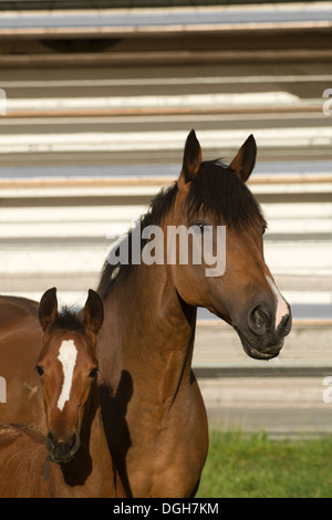 Einsiedler Abbazia di Einsiedeln cavallo raro animale Foto Stock