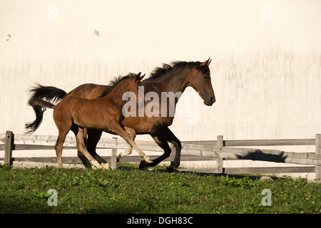 Einsiedler Abbazia di Einsiedeln cavallo raro animale Foto Stock