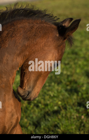 Einsiedler Abbazia di Einsiedeln cavallo raro animale Foto Stock