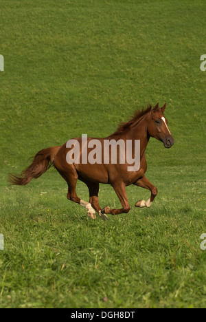 Einsiedler Abbazia di Einsiedeln cavallo raro animale Foto Stock