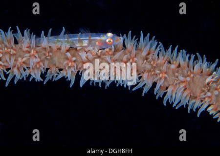 Ghiozzo sulla frusta coral (Bryaninops yongei) con polipi estesa l'alimentazione di notte. Puerto Galera, Filippine. Foto Stock