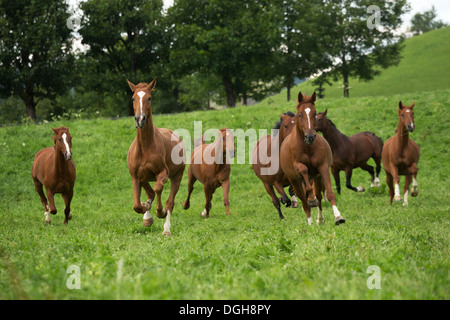 Einsiedler Abbazia di Einsiedeln cavallo raro animale Foto Stock