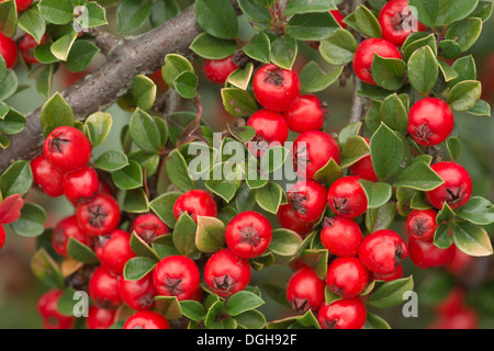 Abbondante linea linee di bacche rosse cottoneaster arbusto una grande fonte di cibo per uccelli durante l'inverno leggera profondità di campo Foto Stock