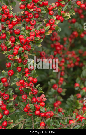 Abbondante linea linee di bacche rosse cottoneaster arbusto una grande fonte di cibo per uccelli durante l'inverno leggera profondità di campo Foto Stock