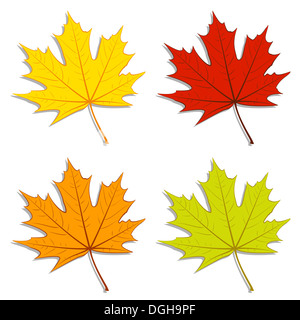 Set di colorate foglie di acero. Foto Stock