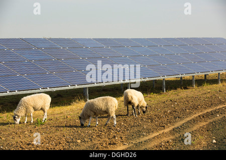 Wymeswold Fattoria solare il più grande impianto fotovoltaico nel Regno Unito al 34 MWp, basata su un vecchio in disuso seconda guerra mondiale airfield, Leicestershire, Regno Unito. Esso contiene 130.000 i pannelli e i coperchi 150 acri. Foto Stock